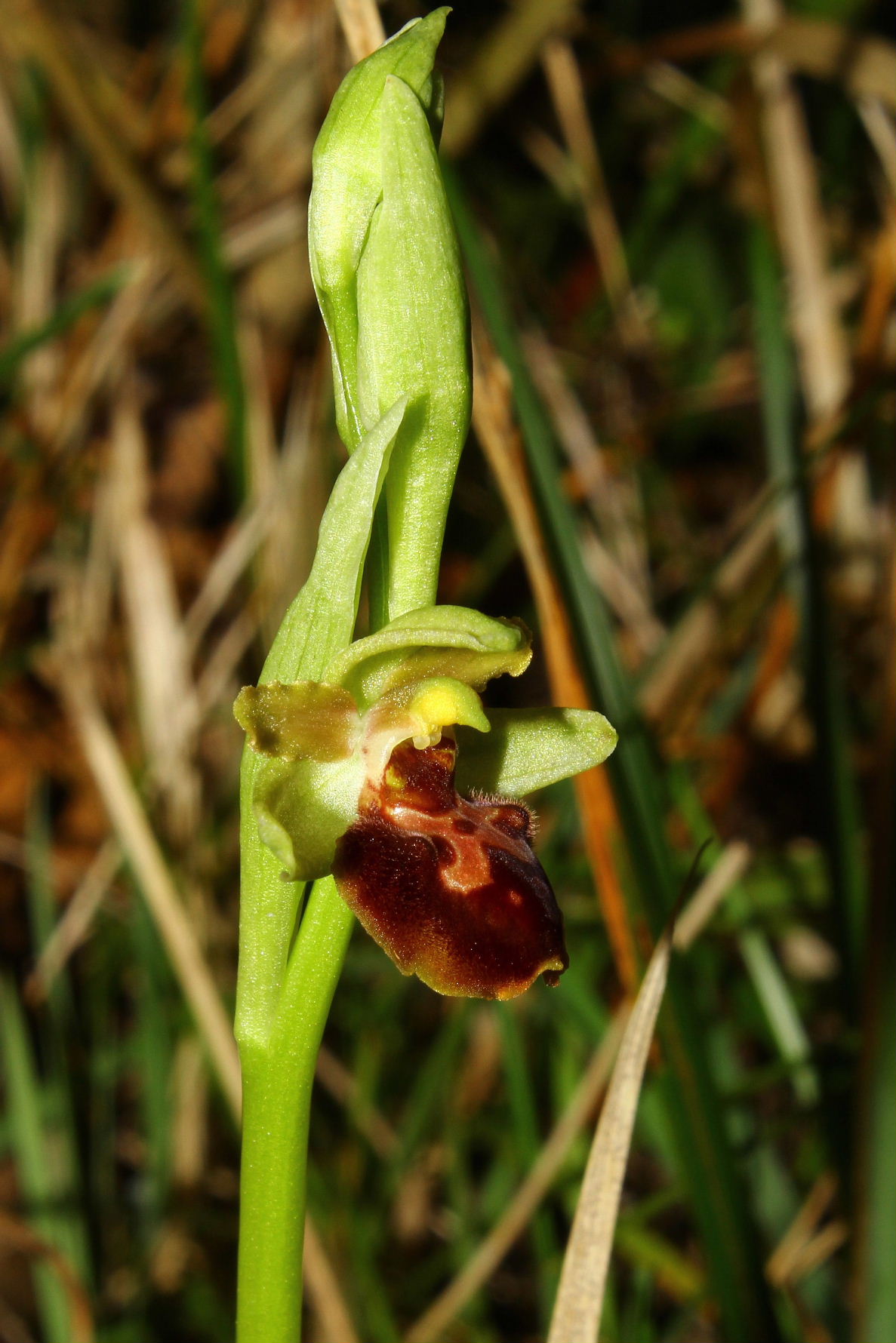 Ophrys spegodes mini-2