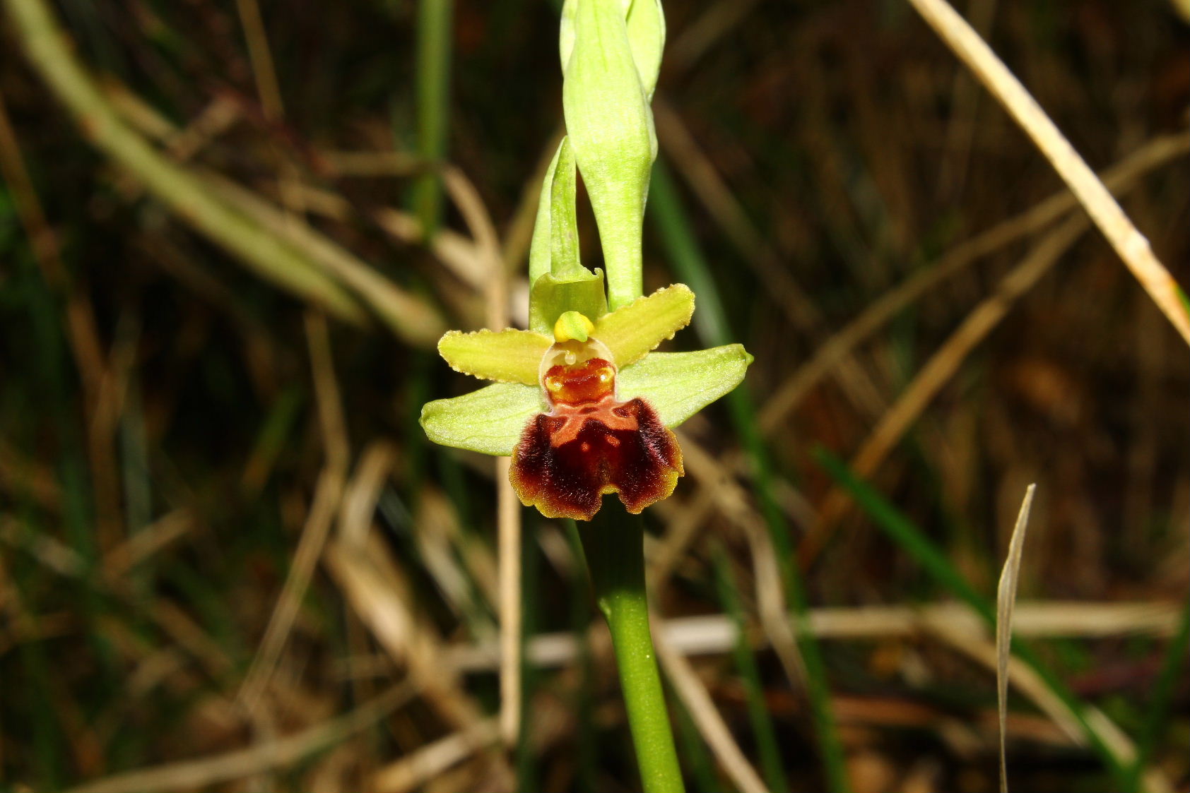 Ophrys spegodes mini-2