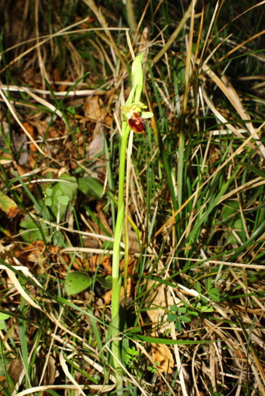 Ophrys spegodes mini-2