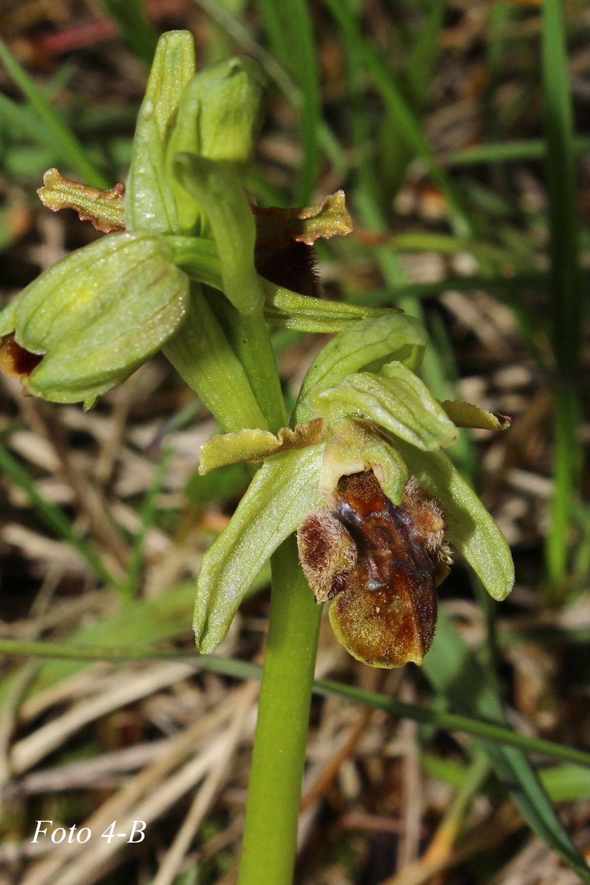 Ophrys ????