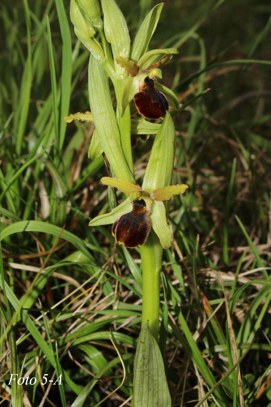 Ophrys ????