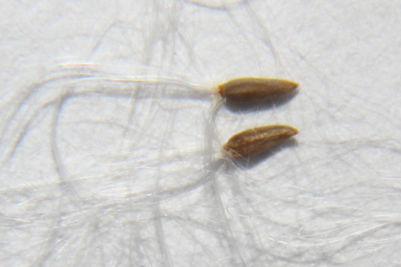 Epilobium palustre / Epilobio di palude