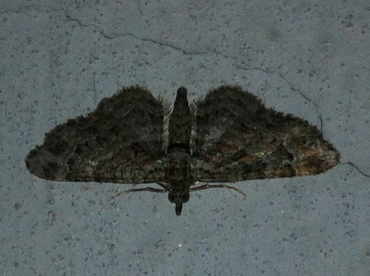 Gymnoscelis rufifasciata ????