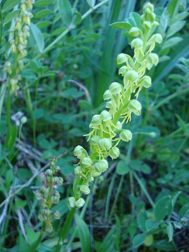 Orchis anthropophora (apocromia?)