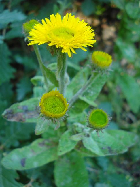 Pulicaria odora / Incensaria odorosa