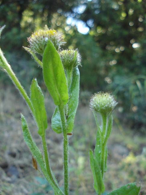 Pulicaria odora / Incensaria odorosa