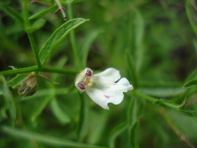 Stachys glutinosa