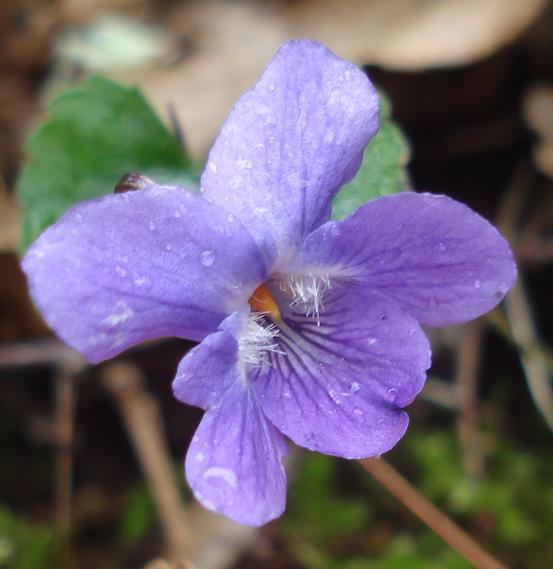 Giara di Gesturi : Viola alba subsp. dehnhardtii