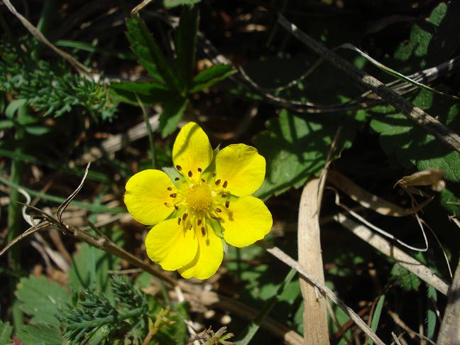 Potentilla sp.