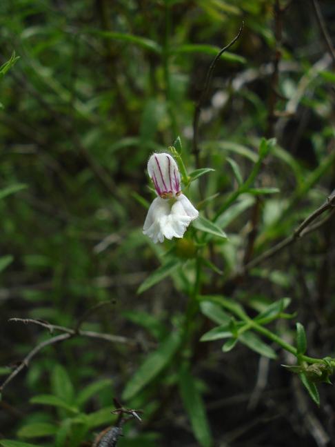 Stachys glutinosa