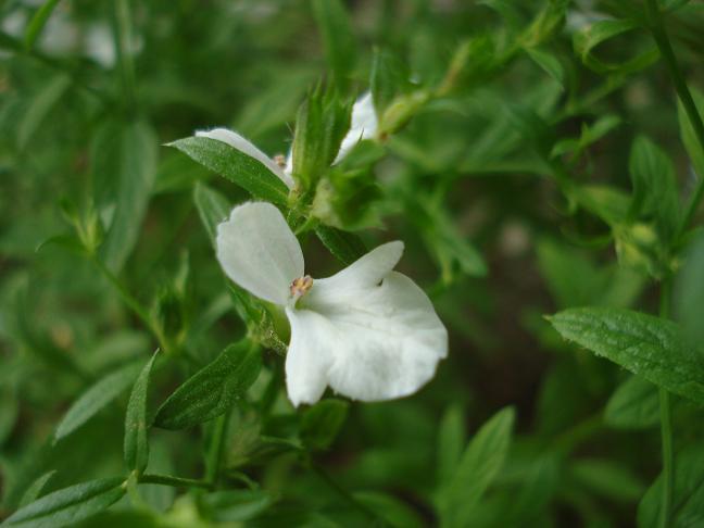 Stachys glutinosa