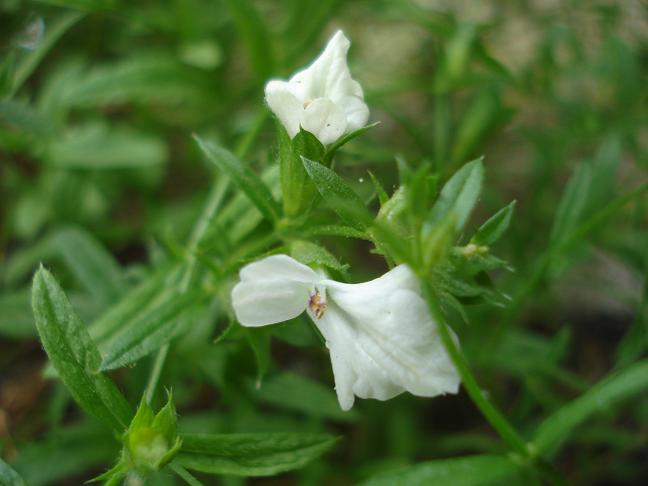 Stachys glutinosa