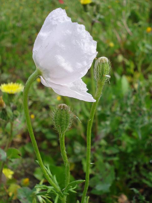 Papaver hybridum / Papavero spinoso (Apocromia)