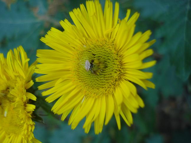 Pulicaria odora / Incensaria odorosa