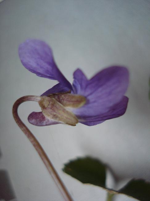 Giara di Gesturi : Viola alba subsp. dehnhardtii