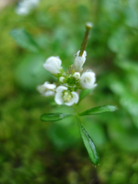 Cardamine hirsuta