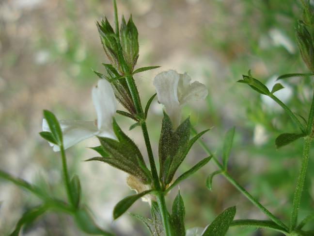 Stachys glutinosa