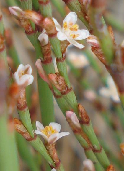 Polygonum scoparium