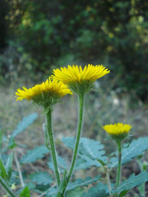 Pulicaria odora / Incensaria odorosa