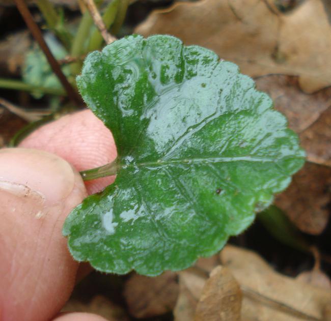 Giara di Gesturi : Viola alba subsp. dehnhardtii