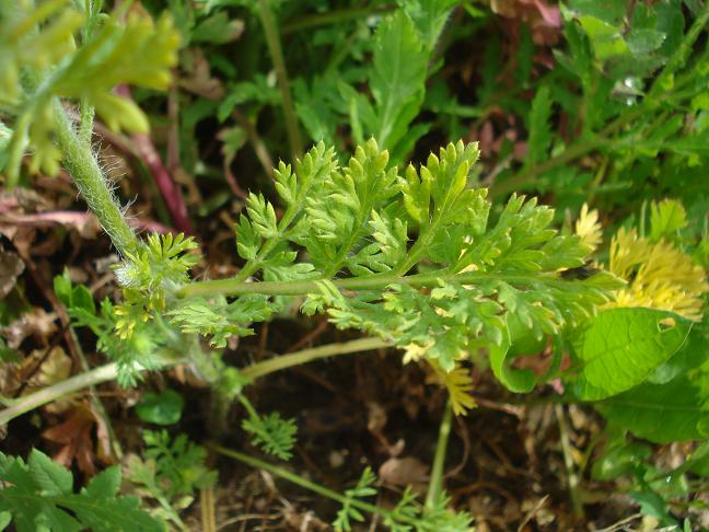 Papaver hybridum / Papavero spinoso (Apocromia)