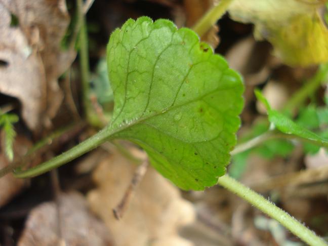 Giara di Gesturi : Viola alba subsp. dehnhardtii