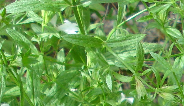 Stachys glutinosa