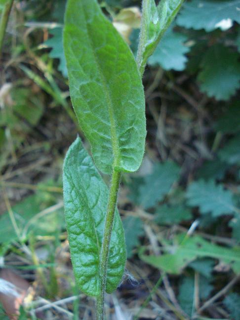 Pulicaria odora / Incensaria odorosa