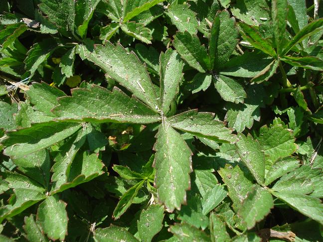 Potentilla sp.