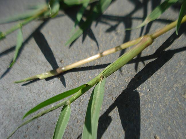 Paspalum distichum