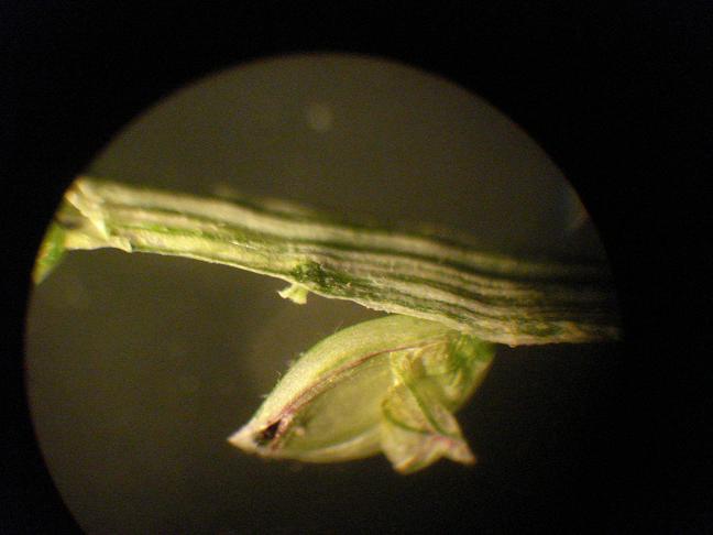 Paspalum distichum