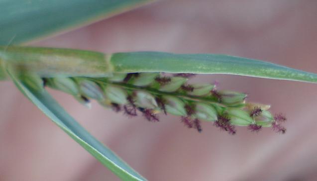 Paspalum distichum