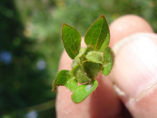 Potentilla sp.