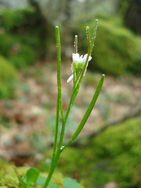 Cardamine hirsuta