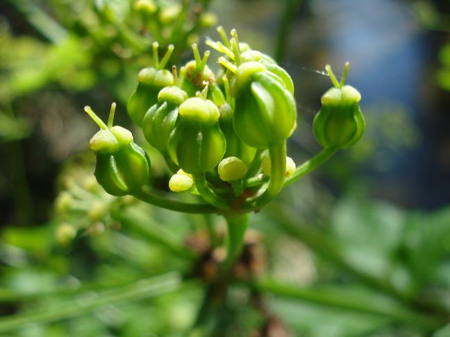 Smyrnium olusatrum / Corinoli comune