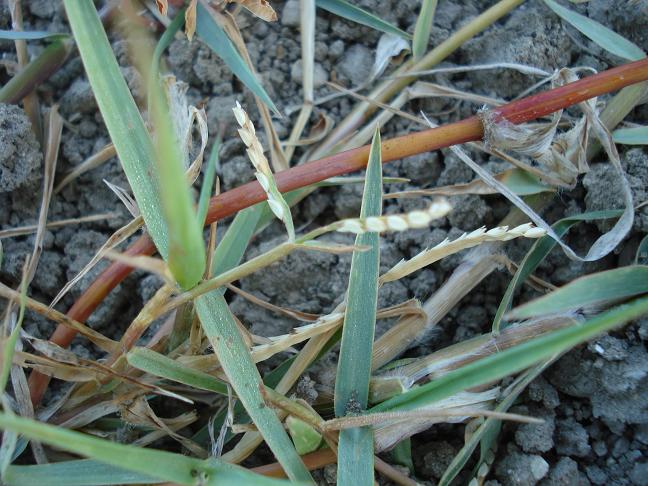 Paspalum distichum