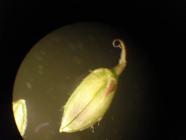 Paspalum distichum