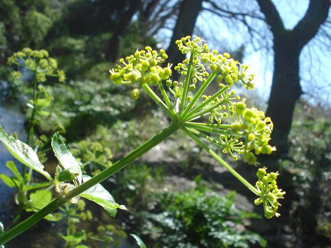 Smyrnium olusatrum / Corinoli comune