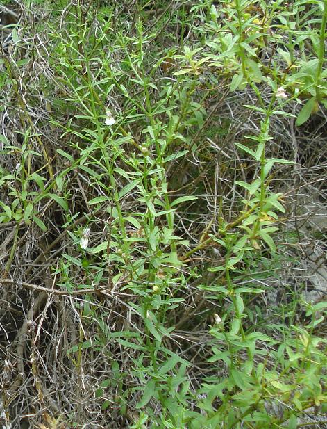 Stachys glutinosa