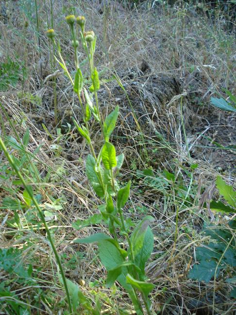 Pulicaria odora / Incensaria odorosa