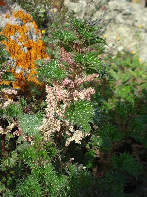 Urtica atrovirens