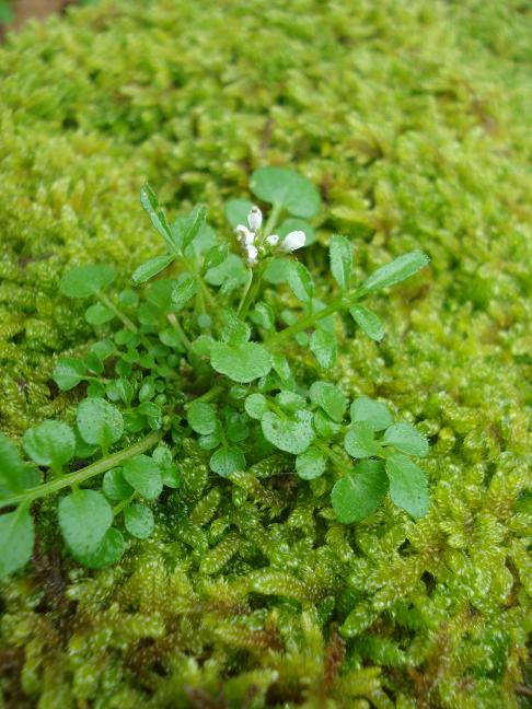 Cardamine hirsuta