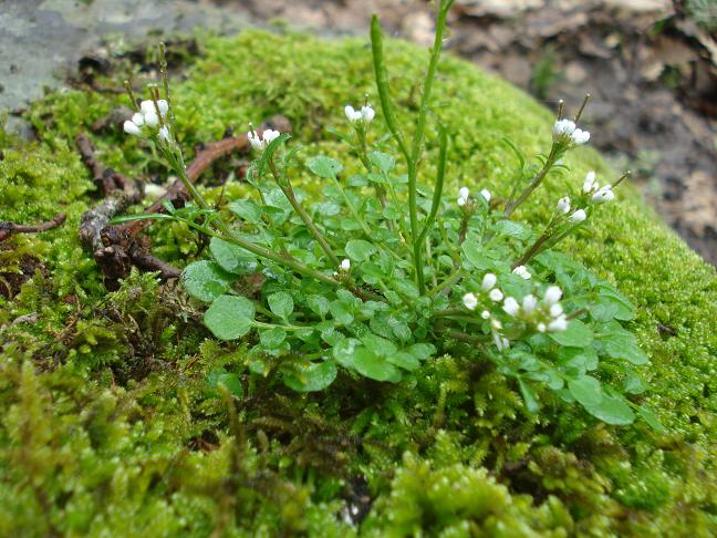 Cardamine hirsuta