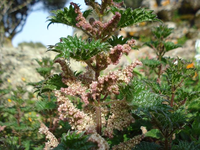 Urtica atrovirens