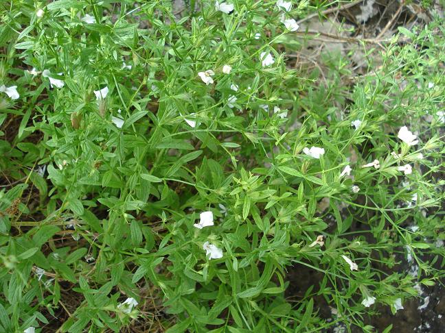 Stachys glutinosa