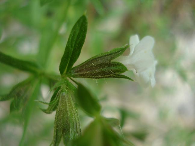 Stachys glutinosa