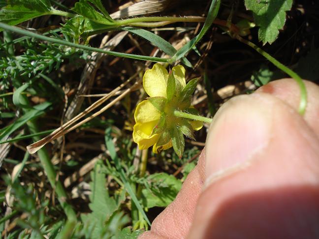 Potentilla sp.