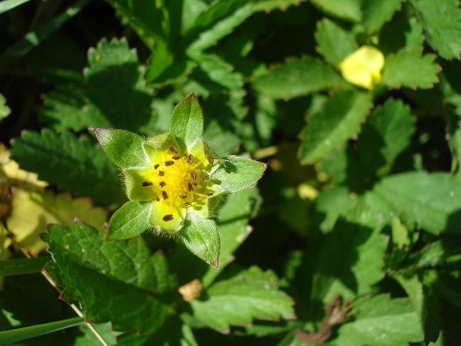 Potentilla sp.