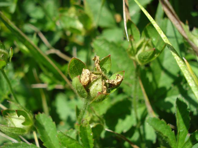 Potentilla sp.