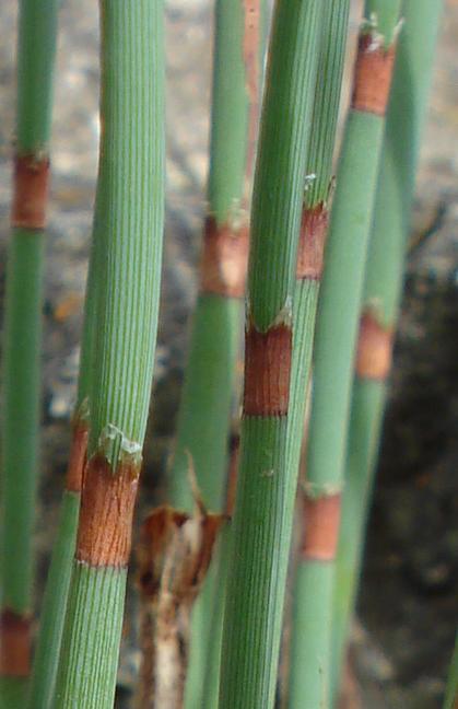 Polygonum scoparium